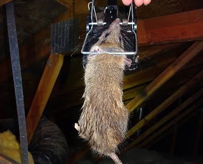 Rodent Control Las Vegas NV - Rat and Mice Exterminator